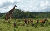 Shimba Hills